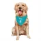Charlotte Hornets Coby White Teal  Dog & Cat Pet Bandana