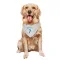 Charlotte Hornets Kon Knueppel White  Dog & Cat Pet Bandana