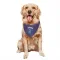 Charlotte Hornets Larry Johnson Purple  Dog & Cat Pet Bandana