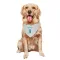 Charlotte Hornets Tony Parker White  Dog & Cat Pet Bandana